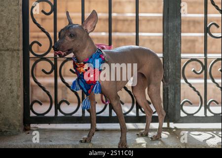 Noble Xoloitzcuintle: Ein Symbol für mexikanischen, haarlosen mexikanischen Hund Stockfoto