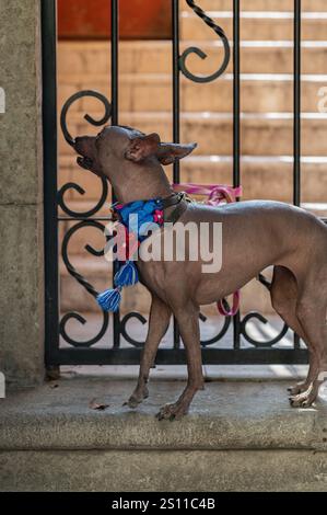 Noble Xoloitzcuintle: Ein Symbol für mexikanischen, haarlosen mexikanischen Hund Stockfoto