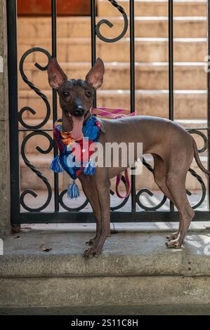 Noble Xoloitzcuintle: Ein Symbol für mexikanischen, haarlosen mexikanischen Hund Stockfoto