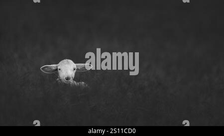 Ein ostfriesisches Lamm, das auf einer Wiese liegt, umgeben von Gras, schwarz-weiß, einfarbig, dunkle Stimmung, Kopierraum, negativer Raum, niedriger Winkel, Minimalismus Stockfoto