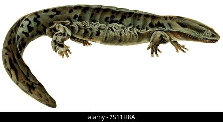 Erpétologie générale, ou, Histoire naturelle complète des reptiles (Cryptobranchus alleganiensis). Stockfoto