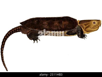 Erpétologie générale, ou, Histoire naturelle complète des Reptiles (Platysternon megacephalum). Stockfoto