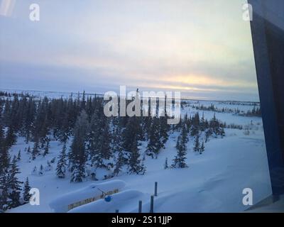 Boreal Forest in Churchill, Manitoba, Kanada Stockfoto