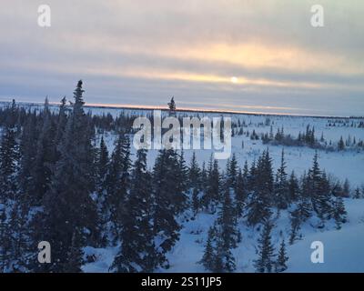 Boreal Forest in Churchill, Manitoba, Kanada Stockfoto