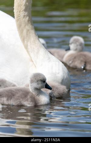 Nahaufnahme neugeborener, stummer Schwan (cygnus olor), die im Wasser schwimmen Stockfoto