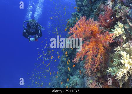 Taucher erkunden farbenfrohe Korallenriffe mit Hemprich's Tree Coral (Dendronephthya hemprichi) und Fischschwärme in tiefblauem Blau, Tauchplatz Erg Monica, Mang Stockfoto