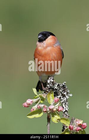 Bullfinch (Pyrrhula pyrrhula) männlich sitzend auf einem Ast mit Apfelblüten (Malus domestica), Wilnsdorf, Nordrhein-Westfalen, Deutschland, Europa Stockfoto