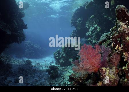 Blick in eine offene Unterwasserhöhle mit Korallenriff, darauf Hemprich's Tree Coral (Dendronephthya hemprichi), Tauchplatz St. Johns Caves, Saint Johns Reef Stockfoto