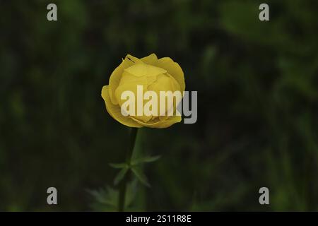 Europäische Trollblume (Trollius europaeus), gelbe Blüte auf einer nassen Wiese, dunkler Hintergrund, Wilnsdorf, Nordrhein-Westfalen, Deutschland, Europa Stockfoto