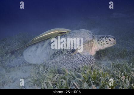 Eine grüne Schildkröte (Chelonia mydas) mit einem Schiffshalter (Remora remora), die auf einer Seegraswiese unter dem Meer liegt, Tauchplatz Marsa Shona Reef, Ägypten, Rot Stockfoto