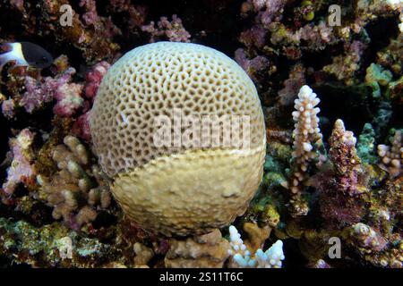 Runde, gefleckte große Polypen Steinkorallen (Coelastrea aspera) umgeben von verschiedenen farbenfrohen Korallenarten, Tauchplatz House Reef Mangrove Bay, El Quesir Stockfoto