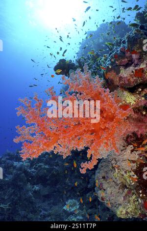 Farbenfrohe Weichkorallen, Hemprich's Tree Coral (Dendronephthya hemprichi) erstreckt sich im Licht, umgeben von kleinen Fischen, Tauchplatz St. Johns Reef, rot Stockfoto