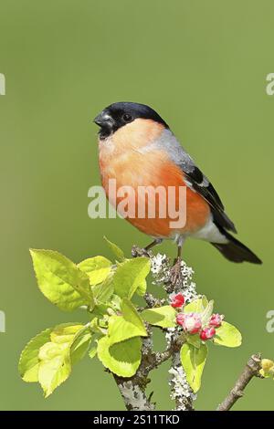 Bullfinch (Pyrrhula pyrrhula) männlich sitzend auf einem Ast mit Apfelblüten (Malus domestica), Wilnsdorf, Nordrhein-Westfalen, Deutschland, Europa Stockfoto