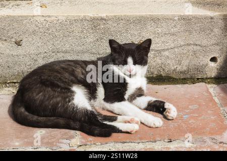 Nahaufnahme der schwarz-weißen wilden Felis catus - Katze, die auf einer Terrakotta-Steinstufe ruht, Altstadt von Kotor, Montenegro, Europa Stockfoto