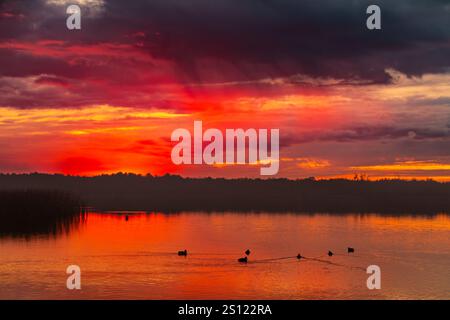 Ein atemberaubend schöner Sonnenuntergang über einem ruhigen See mit Silhouetten-Enten im Hintergrund Stockfoto