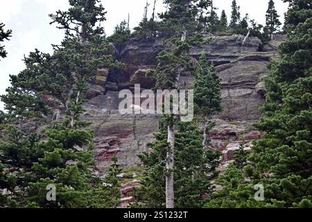 Bergziege Stockfoto