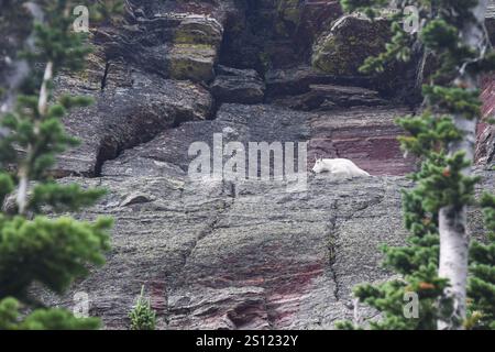 Bergziege Gezoomt Stockfoto