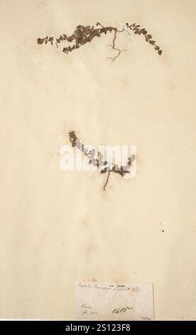 Euphorbiaceae Euphorbia chamaesyce B maculata Parl. - Erbario Frizzi Perugia Nr. 1415. Stockfoto