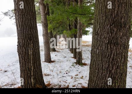 Eastern White Pines, Pinus strobus, gepflanzt in einer Linie, jetzt in Mecosta County, Michigan, USA Stockfoto