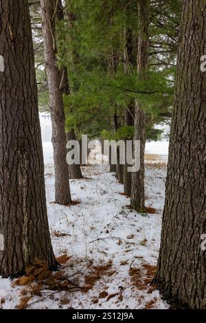 Eastern White Pines, Pinus strobus, gepflanzt in einer Linie, jetzt in Mecosta County, Michigan, USA Stockfoto