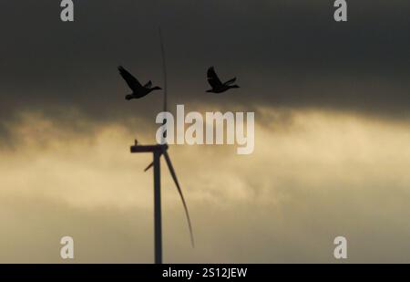 Anklam, Deutschland. Dezember 2024. 15.12.2024, Anklam. Zwei wilde Gänsefledermäuse fliegen an einem grauen Dezembertag in der Nähe von Anklam vor den Rotoren einer Windturbine. Windturbinen können für Vögel gefährlich sein, wenn sie zu nahe kommen. Kredit: Wolfram Steinberg/dpa Kredit: Wolfram Steinberg/dpa/Alamy Live News Stockfoto