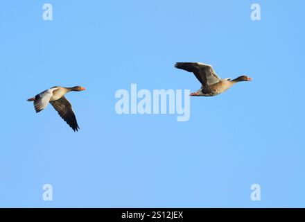 Anklam, Deutschland. Dezember 2024. 15.12.2024, Anklam. Zwei Graugänse (Anser anser) fliegen an einem Dezembertag in der Nähe von Anklam am blauen Himmel. Kredit: Wolfram Steinberg/dpa Kredit: Wolfram Steinberg/dpa/Alamy Live News Stockfoto