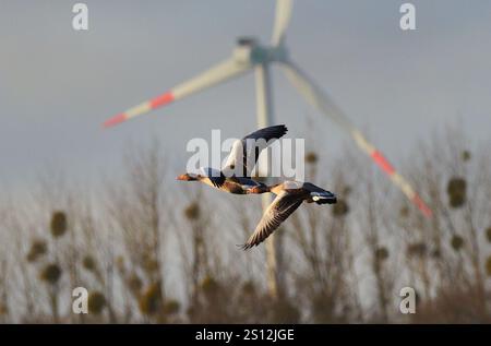 Anklam, Deutschland. Dezember 2024. 15.12.2024, Anklam. Zwei wilde Gänsefledermäuse fliegen an einem Dezembertag vor den Rotoren einer Windturbine bei Anklam. Windturbinen können für Vögel gefährlich sein, wenn sie zu nahe kommen. Kredit: Wolfram Steinberg/dpa Kredit: Wolfram Steinberg/dpa/Alamy Live News Stockfoto