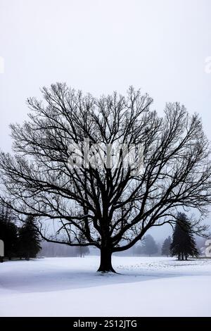 Sugar Maple mit Nebel und Schnee im Mecosta County, Michigan, USA Stockfoto
