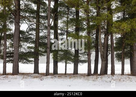 Eastern White Pines, Pinus strobus, gepflanzt in einer Linie, jetzt in Mecosta County, Michigan, USA Stockfoto