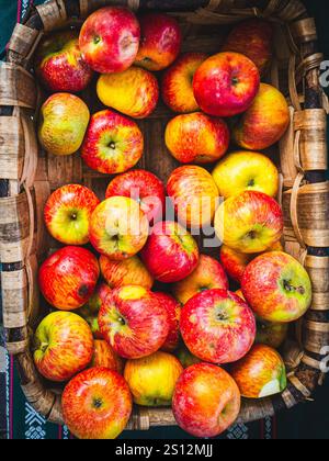 Ein Korb gefüllt mit frischem Reinette-Apfel auf einem Markt. Stockfoto