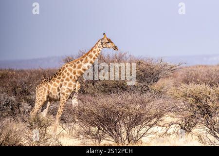 Eine angolanische Giraffe - Giraffa giraffa angolensis - steht auf den Ebenen des Etosha-Nationalparks in Namibia. Stockfoto