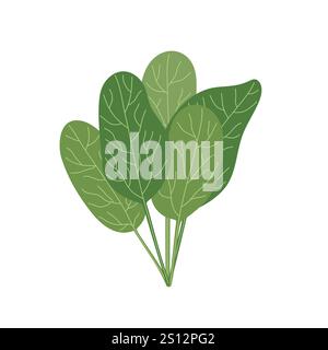 Spinat Blätter Bouquet einfache Hand gezeichnete Illustration, frische kulinarische Pflanze, gesunde Lebensstil Bio Diät, Lebensmittelkonzept, flache Stil Bild für Menü, Rezeptdesign Stock Vektor