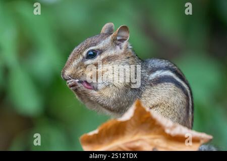 Niedliches, kleines Streifenhörnchen, das seine Pfoten leckt. Stockfoto