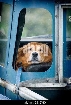 Hund aus einem offenen Fenster an einem Landrover-Fahrzeug suchen Stockfoto