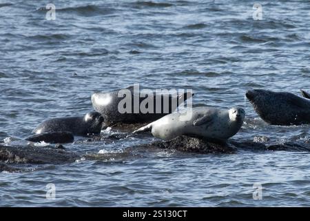 In der Bucht vor der Küste von Sandy Hook, New Jersey, kann man eine Herde von Robben sehen, die auf den Felsen gezogen werden. Eine Kombination aus Harbor, Grey und Harp Seals Stockfoto