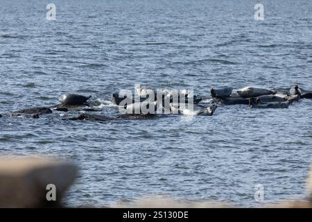 In der Bucht vor der Küste von Sandy Hook, New Jersey, kann man eine Herde von Robben sehen, die auf den Felsen gezogen werden. Eine Kombination aus Harbor, Grey und Harp Seals Stockfoto