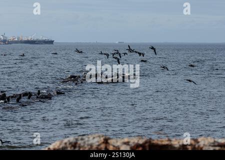 In der Bucht vor der Küste von Sandy Hook, New Jersey, kann man eine Herde von Robben sehen, die auf den Felsen gezogen werden. Eine Kombination aus Harbor, Grey und Harp Seals Stockfoto