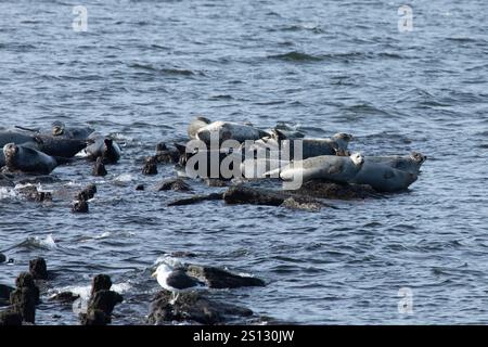 In der Bucht vor der Küste von Sandy Hook, New Jersey, kann man eine Herde von Robben sehen, die auf den Felsen gezogen werden. Eine Kombination aus Harbor, Grey und Harp Seals Stockfoto