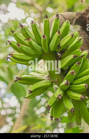 Nahaufnahme von unreifen grünen Bananen, die am Baum hängen, Anbau von tropischen Früchten in weichem Fokus Stockfoto