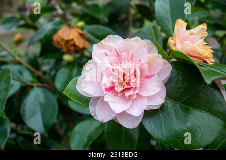 Rosafarbene Blume mit grünen Blättern in leuchtenden Farben Stockfoto