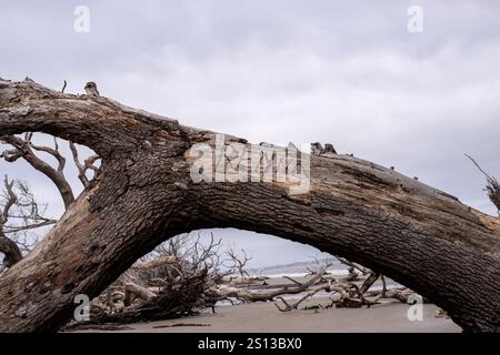 Driftwood Beach auf Jekyll Island, Georgia, bietet eine wunderschöne Landschaft mit Textur, Farbe und Formen von verwitterten Bäumen und Treibholz an der Küste. Stockfoto