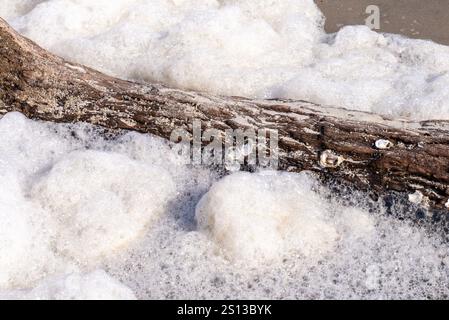 Driftwood Beach auf Jekyll Island, Georgia, bietet eine wunderschöne Landschaft mit Textur, Farbe und Formen von verwitterten Bäumen und Treibholz an der Küste. Stockfoto