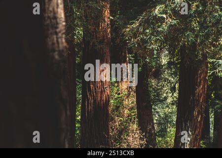 Ein Blick auf Mammutbäume, gesehen in Redwood Grove. Stockfoto