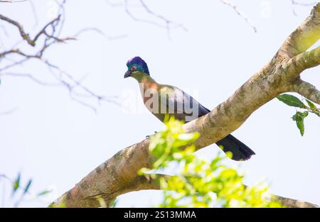 Der Purpurturaco (Tauraco porphyreolophus) ist eine Vogelart aus der Familie der Musophagidae. Er ist der Nationalvogel des Königreichs Swazila Stockfoto