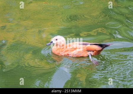 Ruddy Shelduck, oder rote Ente, lat. Tadorna ferruginea, Schwimmen auf einem See. Es ist Wasservögel Familie von Enten, ähnlich wie die gemeinsame. Der Vogel hat einen Orang Stockfoto