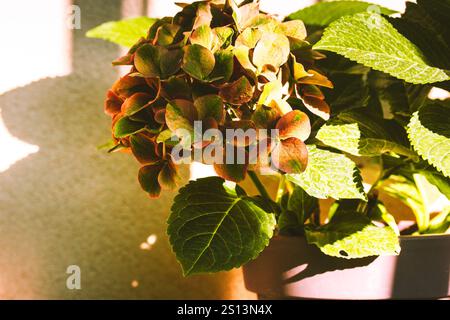 Großblättrige Hortensie Hortensie Blütenknospen mit grünen Blütenblättern im Garten. Pflanzen wachsen, Blumen im Freien. Sommerblumen Makropflanze Foto. Stockfoto