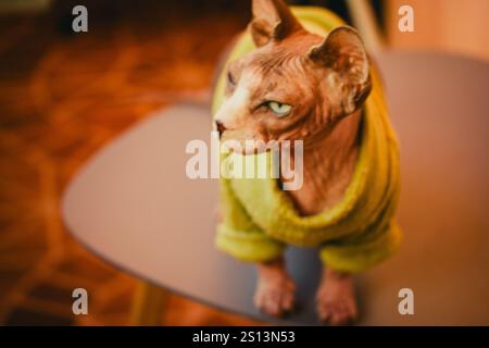 Eine haarlose kanadische Sphynx-Katze in einem grünen Pullover sitzt auf einem Tisch. Porträt einer Katze in einem Wohnraum. Sphinx-Kätzchen mit smaragdgrünen Augen. Stockfoto