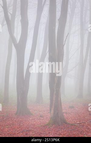 Tiefe Nebelwälder in Deer Wood auf dem hohen weald bei Dallington East Sussex im Südosten Englands Großbritannien Stockfoto