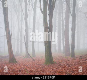 Tiefe Nebelwälder in Deer Wood auf dem hohen weald bei Dallington East Sussex im Südosten Englands Großbritannien Stockfoto
