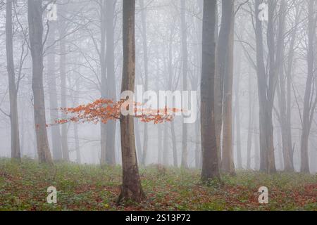 Tiefe Nebelwälder in Deer Wood auf dem hohen weald bei Dallington East Sussex im Südosten Englands Großbritannien Stockfoto